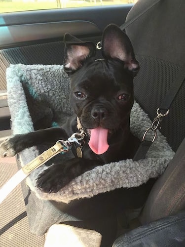 A black Frenchie Pug is laying in a dog car seat on the passenger side of a Vehicle. Its mouth is open and tongue is out