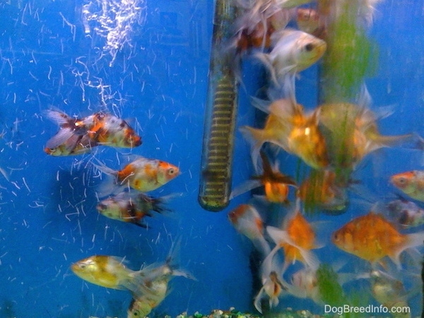 A myriad of different fish swimming in front of a filter inside a tank that has a blue background