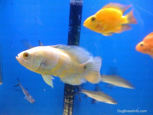 Three fish, a white oscar and three orange blood parrot fish, swimming in the foreground and three bala shark fish swimming in the background
