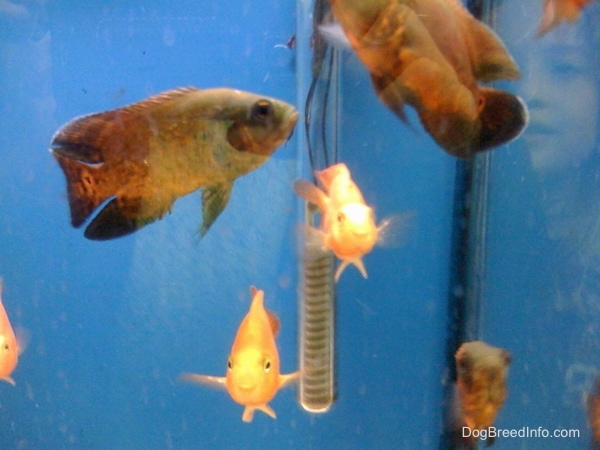 Three black and orange oscars and three blood parrot fish swimming in an aquarium that has a blue background