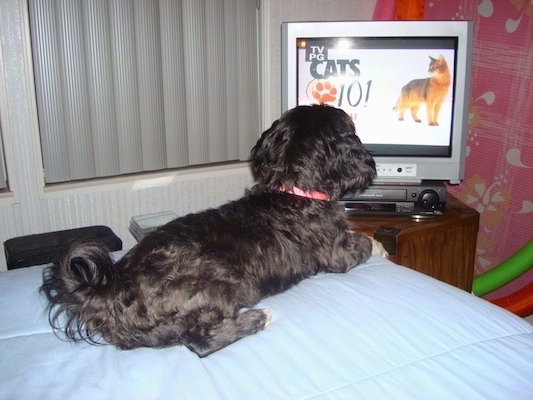 A little black dog laying on a bed watching the TV show Cats 101