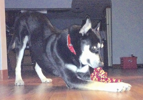 A black with tan and white Gerberian Shepsky is on a hardwood floor inside of a home with a red and yellow rope toy between his front paws.