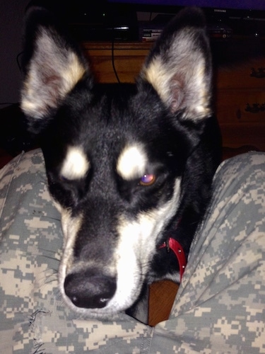 A black with tan and white Gerberian Shepsky is standing in between a sitting person's legs who is wearing camo pants