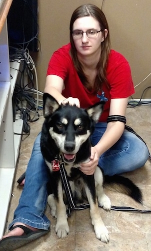 A black with tan and white Gerberian Shepsky is sitting in front of a person in a red shirt who is petting the dog next to a cabinet with a lot of wires coming out