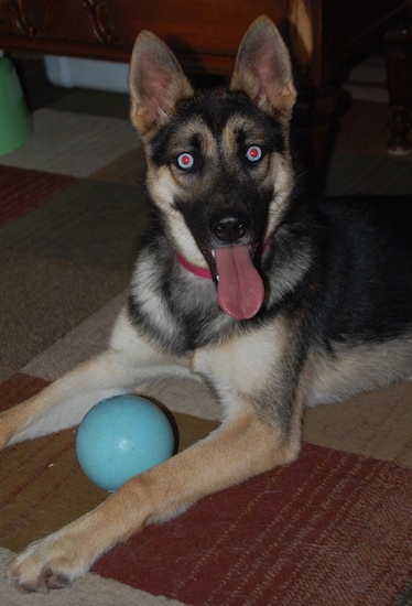 A blue-eyed black with tan Gerberian Shepsky puppy is laying on a rug with blue toy in between its front paws. Its mouth is open and tongue is out. Its head is tilted to the left