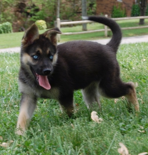 A blue-eyed black with tan Gerberian Shepsky puppy is trotting through a lawn. Its mouth is open and its tongue is out.