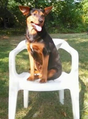 A black and tan Jagdterrier is sitting on a white lawn chair outside in a yard. Its mouth is open and tongue is out