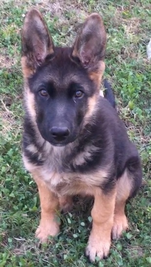 A black and tan German Shepherd puppy is sitting in grass