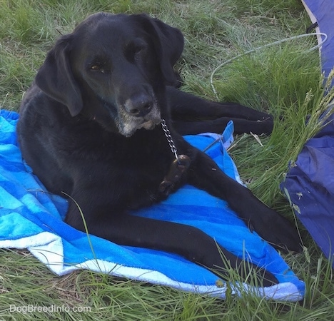 A black with white German Sheprador is laying on a blue towel in grass next to a blue tent.
