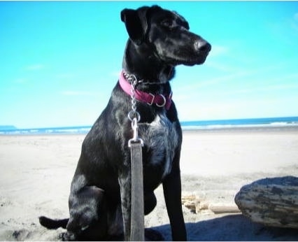 A black with white German Wirehaired Labrador is sitting on a beach.