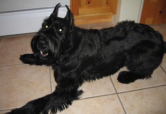The left side of a black Giant Schnauzer dog that is laying across a tiled floor, it is looking up and forward. Its perk ears are cut to be pointy.