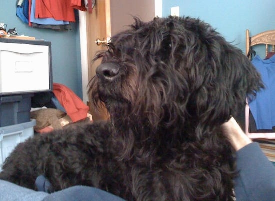 Close Up - A hairy black Giant Schnoodle is laying in the lap of a person who is petting it.