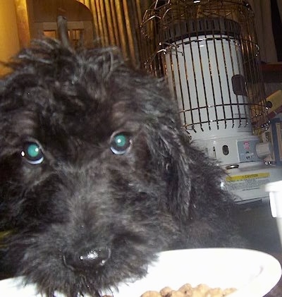 Close Up - A black Giant Schnoodle puppy is laying its head into a bowl of food with a white kerosene heater behind it