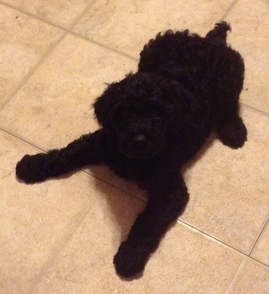 A black Giant Schnoodle puppy is laying on a tan tiled floor looking up