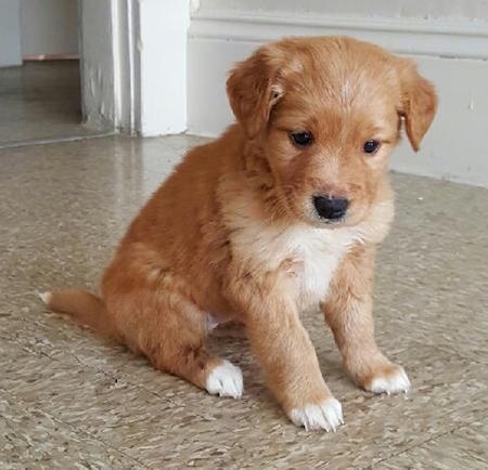 A small red with white Retriever mix puppy is sitting on a tan tiled floor looking down.