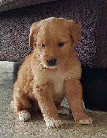 A small red with white Retriever mix puppy is sitting in front of a brown couch looking down and to the left.