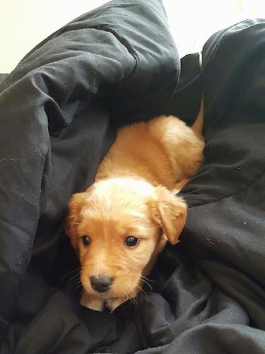 A small red with white Retriever mix is laying on a black blanket