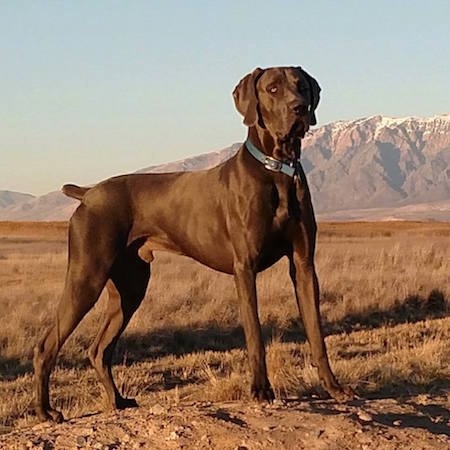 A black Great Weimar is wearing a blue collar standing in a brown field with a large snow capped mountain in the background.
