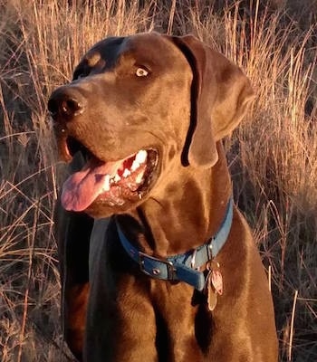 A black Great Weimar with golden eyes is wearing a blue collar standing in tall brown grass. Its mouth is open and its tongue is out