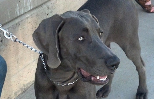 A large black Great Weimar with silver eyes is wearing a choke chain collar connected to a leash standing next to a wall.