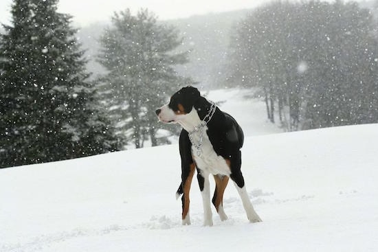 A tricolor black, tan and white Greater Swiss Mountain Dog is wearing a prong collar standing outside in snow while it is actively snowing. There are pine trees all around it 