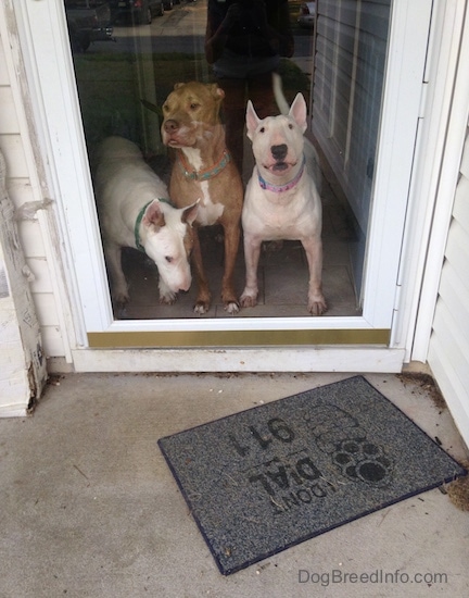 Three Bully type dogs are standing at a screen door, two white Bull Terriers and a red-nose Pit Bull in the middle.