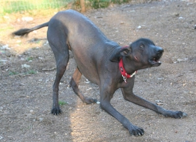 A Hairless Khala dog is play bowing in dirt barking