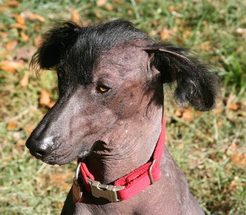 Close Up - A Hairless Khala is sitting in grass and looking to the left. It is wearing a red collar and has black hair on its head and ears but is bald everywhere else.