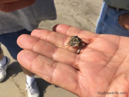 A Horseshoe Crab hatchling is moving across a persons ring finger, There are two people standing in the background.