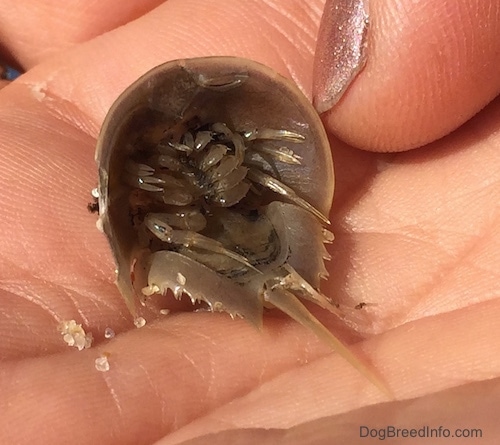 Close up - The underside of a Horseshoe Crab hatchling that is in a persons hand.