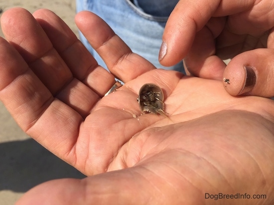 The underside of a horseshoe crab hatchling that is in a persons hand. The persons other hand is reaching over to touch the hatchling.