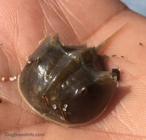 Close up - A Horseshoe Crab hatchling in the hand of a person.