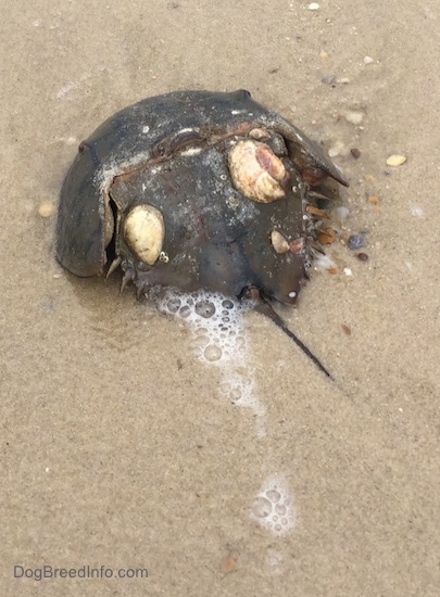A Horseshoe Crab is laying in sand and there is a small amount of water hitting it while it is on a beach. There are snail shells embedded into its shell.