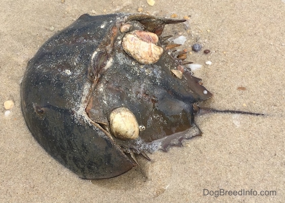 A Horseshoe Crab is laying in sand. It is facing the left. There are shells embedded into its shell.
