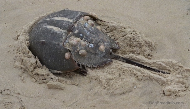 A Horseshoe Crab is digging into sand and it is moving towards the left. There are snail shells embedded into its shell.