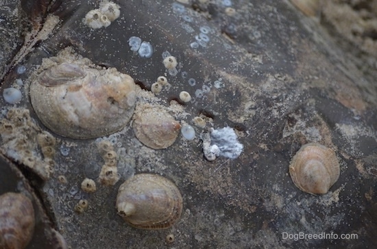 Close up - The snails on the back of a horseshoe crab.