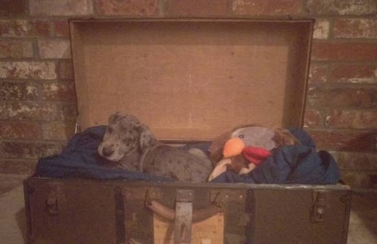 A blue merle Irish Dane puppy is laying in a wooden chest with a plush pillow behind it