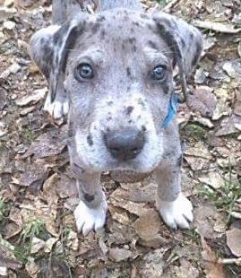 A blue merle Irish Dane Puppy is standing in a pile of brown fallen leaves