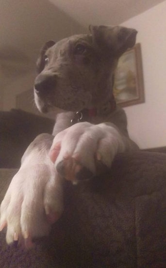 A blue merle Irish Dane puppy is laying on a couch and its paws are hanging over the edge