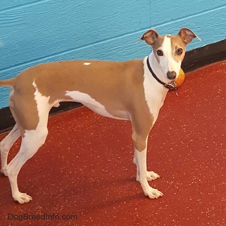 A brown with white Italian Greyhound is standing on a red floor with a blue wall and an orange ball behind it.