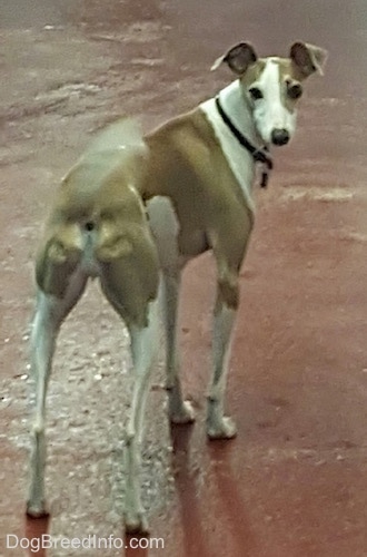 A brown with white Italian Greyhound is standing on a red cement floor looking back.