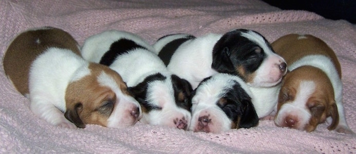 A Litter of Jack A Bee puppies laying on a crocheted blanket
