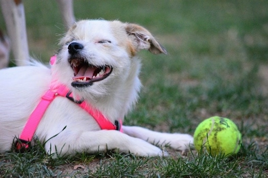 A white with tan Jack Chi is wearing a hot pink harness laying in grass with a tennis ball in front of it
