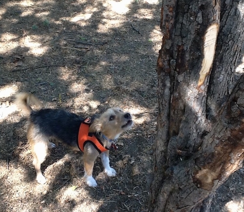 A black and tan with white Jack Russel Terrier dog is barking at a squirrel in a tree.