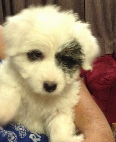 A small fluffy white with black Jatese puppy is laying against a persons body. It is all white with a big patch of black around one eye and a small patch of black around the other eye.