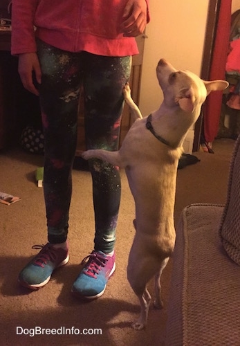 The left side of a tan with white dog that is wearing a black collar and it is standing up against a persons leg and it is looking up.