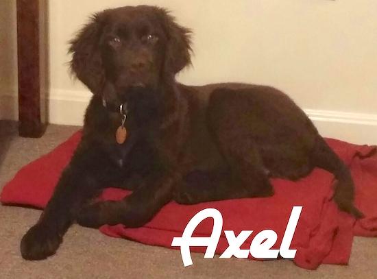 A black Labradinger puppy with fluffy ears is laying on a red blanket. The name - Axel - is overlayed on the image.