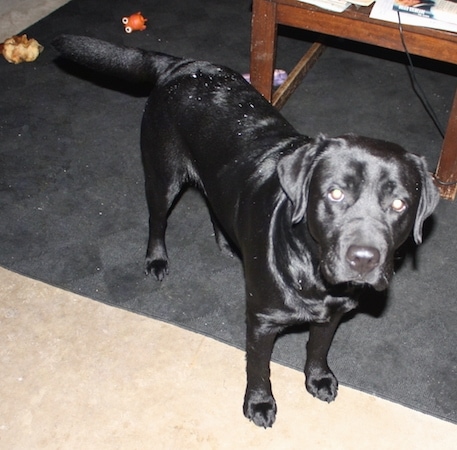 A shiny-coated black Labrador Retriever is standing on a rug and there is a coffee table behind it. It has speckles all over its back