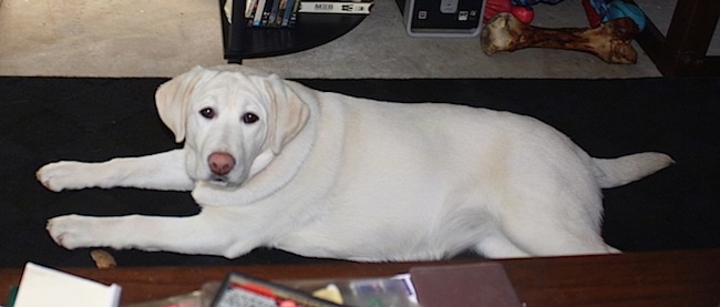 An overweight white Labrador Retriever is laying on a black rug. There is a coffee table next to it