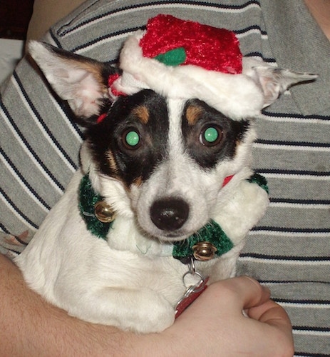 A white with black and tan Labrahuahua, wearing a Santa hat, is in the arms of a person in a gray with black and white striped shirt.